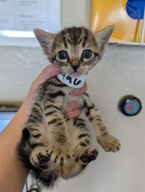 A baby small-sized female Domestic Short Hair cat named Striker for adoption in Ontario, CA