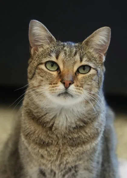 An adult medium-sized female Domestic Short Hair cat named Norie for adoption in Aiken, SC