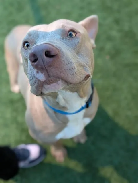 A young large-sized male Mixed Breed dog named Manny for adoption in Dallas, TX