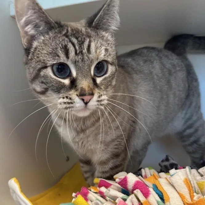 An adult medium-sized female Chocolate Point Siamese cat named Grock for adoption in Manassas, VA