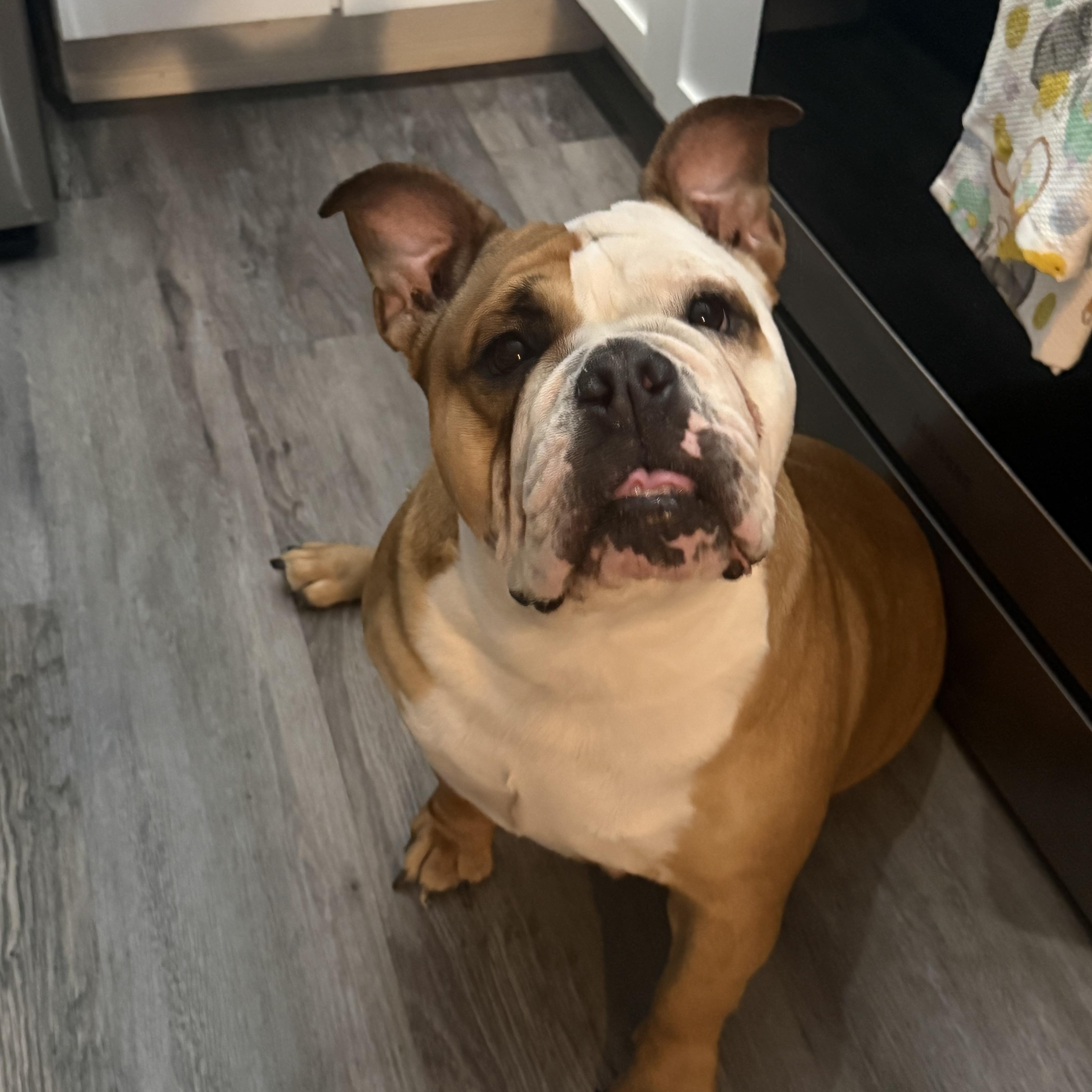 An adult medium-sized female English Bulldog dog named Roxy for adoption in Indianapolis, IN