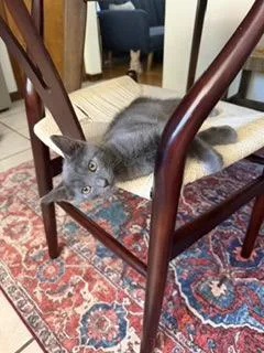 A young small-sized male Domestic Short Hair cat named Rattie for adoption in Phoenix, AZ