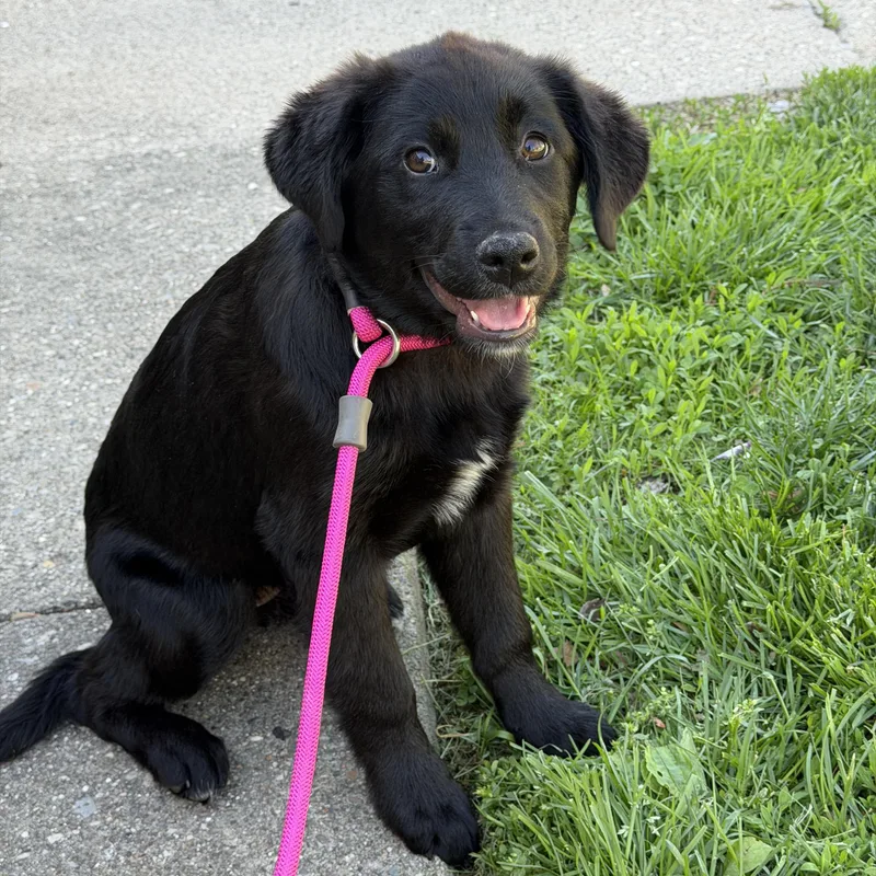 A baby large-sized female Black Labrador Retriever dog named Eloise for adoption in Jeffersonville, IN