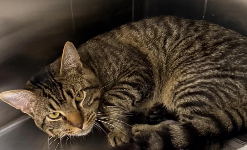 An adult medium-sized male Tabby (Brown / Chocolate) Domestic Short Hair cat named Riot for adoption in Edison, NJ