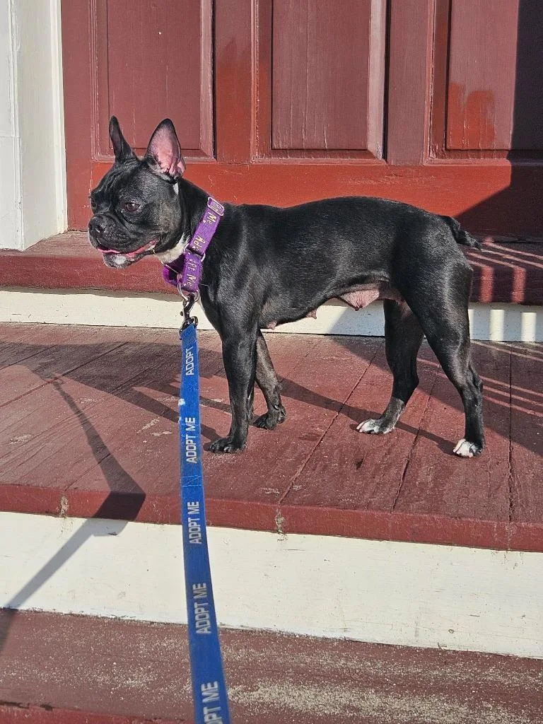 A baby small-sized female French Bulldog dog named Nala for adoption in Gloversville, NY