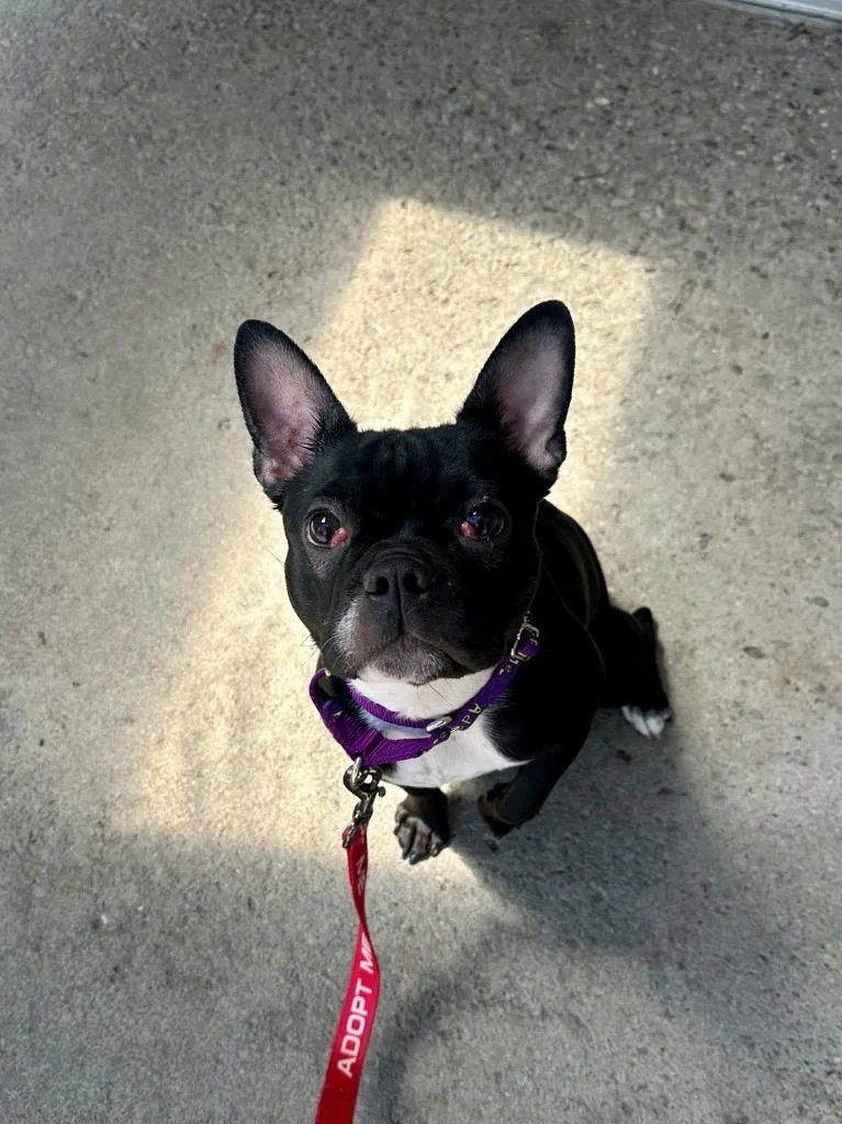 Nala thumbnail 2