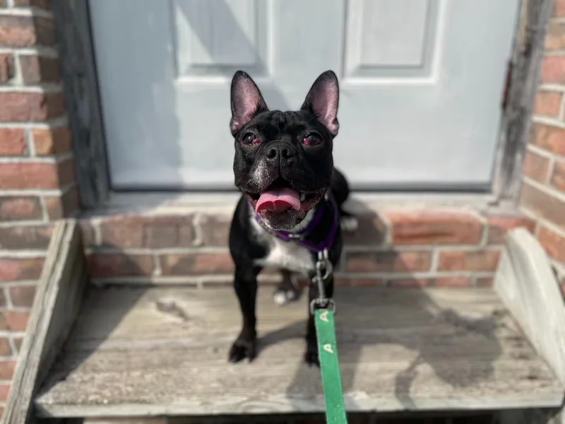 Nala thumbnail 4