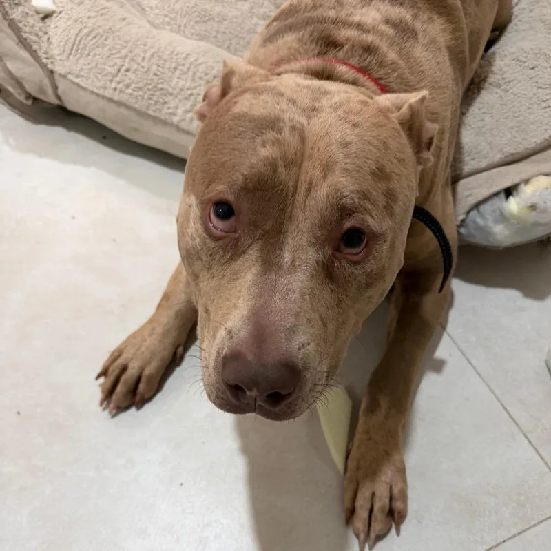 Milo