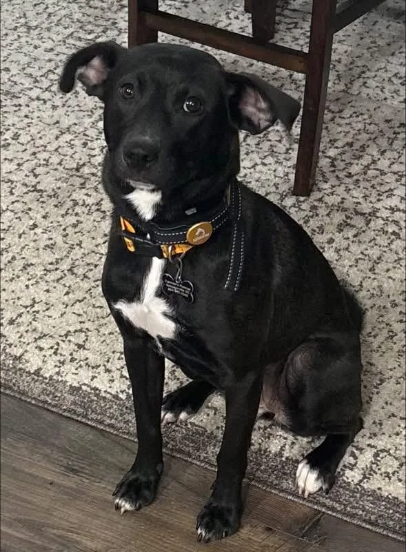 A baby medium-sized female Black Labrador Retriever dog named Harper for adoption in Douglas, MA