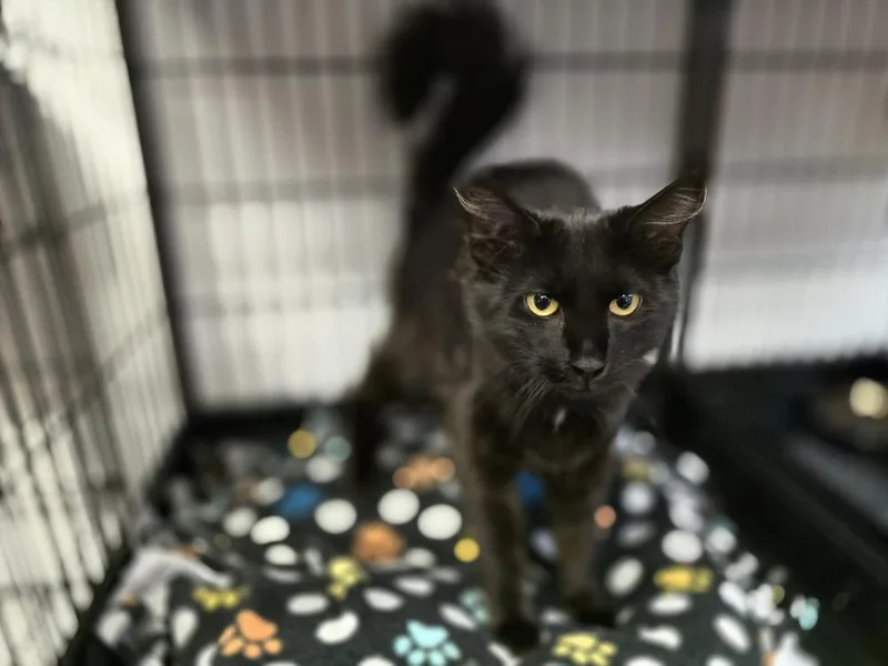 An adult small-sized female Black Domestic Medium Hair cat named Velvet for adoption in Southbury, CT