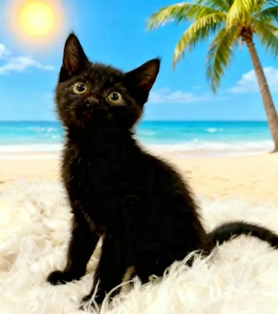 A baby small-sized male Black Domestic Short Hair cat named Kyle for adoption in Tehachapi, CA