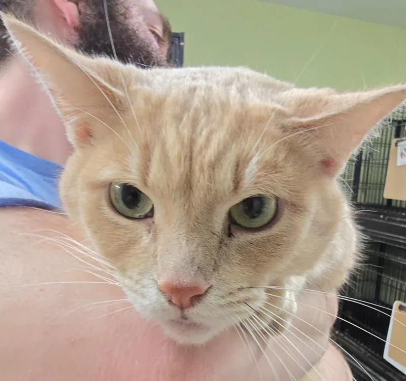 A young large-sized male Domestic Short Hair cat named Sanje for adoption in Auburn, IN
