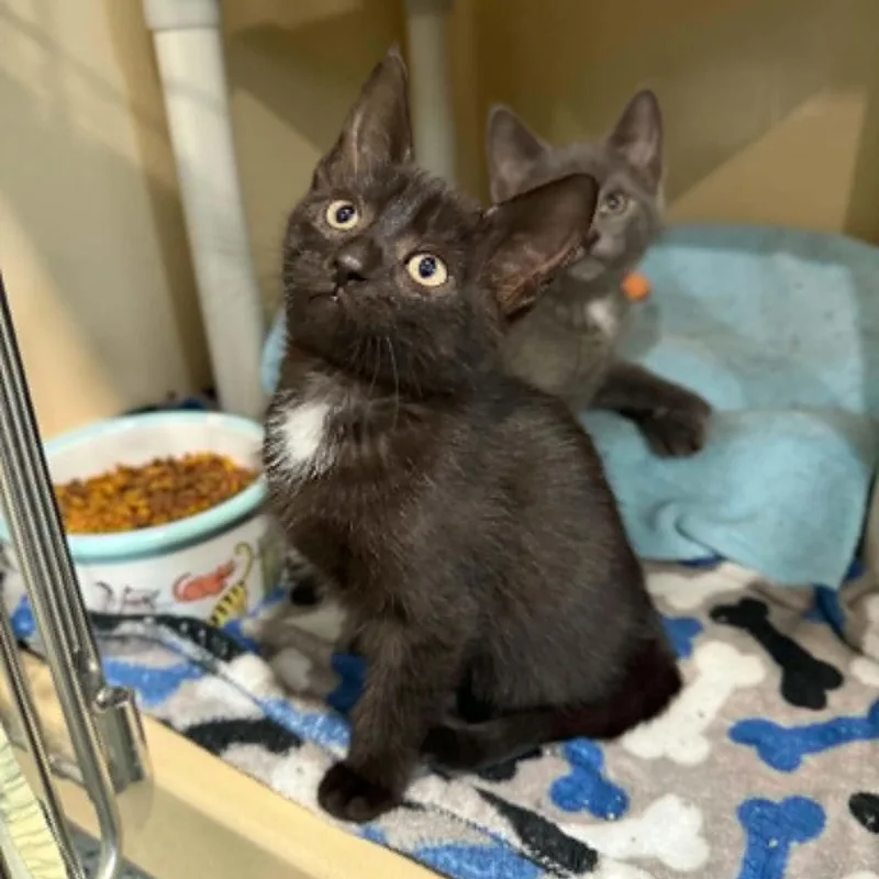A baby medium-sized female White Domestic Short Hair cat named Capri for adoption in Penn Yan, NY