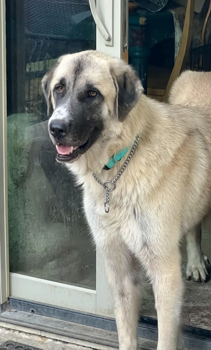 A young extra large-sized male Brindle Anatolian Shepherd dog named Odin for adoption in Schertz, TX