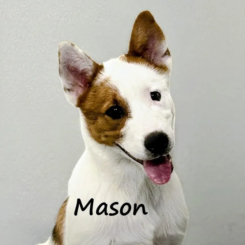 Mason