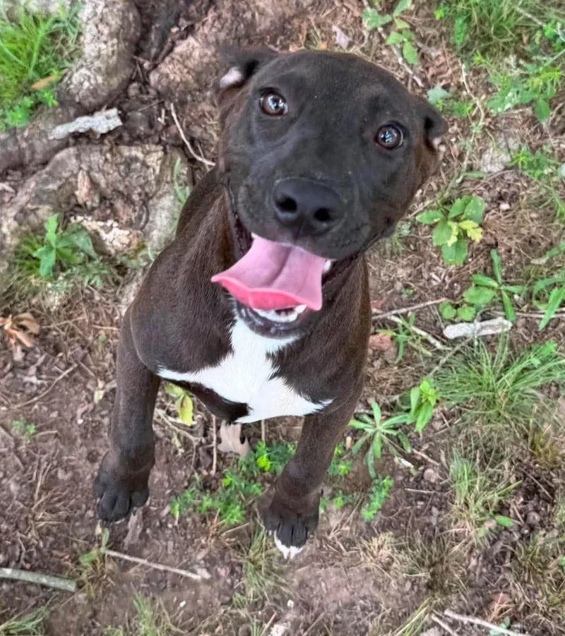 A baby medium-sized female Mixed Breed dog named Sissy for adoption in Northwood, NH