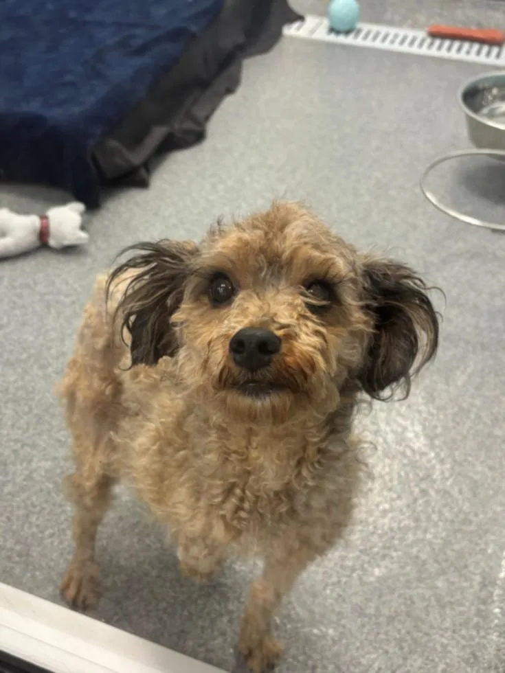 A young small-sized female Poodle dog named Julie for adoption in Toledo, OH