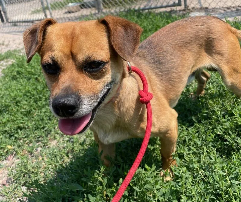 An adult small-sized male Brown / Chocolate Chihuahua dog named Scout for adoption in Polson, MT