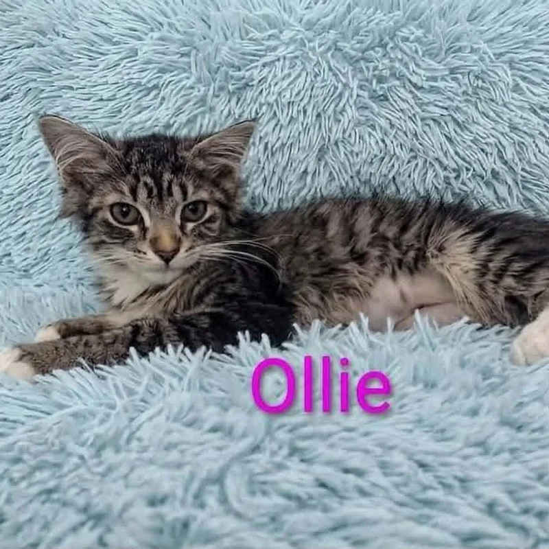A baby medium-sized female Tabby (Brown / Chocolate) Tabby cat named Ollie Ann for adoption in Wyandotte, MI