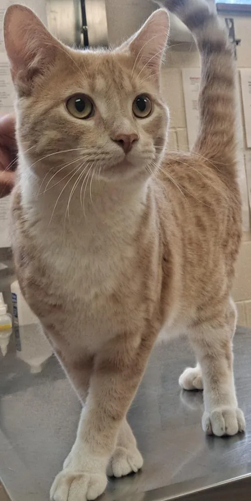 A young small-sized male Domestic Short Hair cat named Dinonugget for adoption in Grand Forks, ND