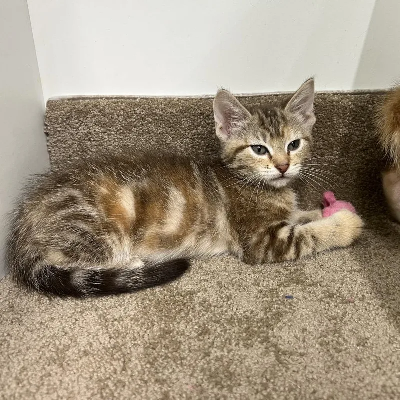 A baby small-sized male Brown / Chocolate Domestic Short Hair cat named Phoebe for adoption in Tulsa, OK