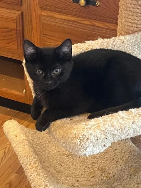 A young medium-sized male Black Domestic Short Hair cat named Curtis for adoption in Spencer, MA