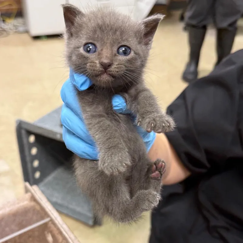 A baby small-sized female Gray / Blue / Silver Domestic Short Hair cat named Faith for adoption in Birmingham, AL