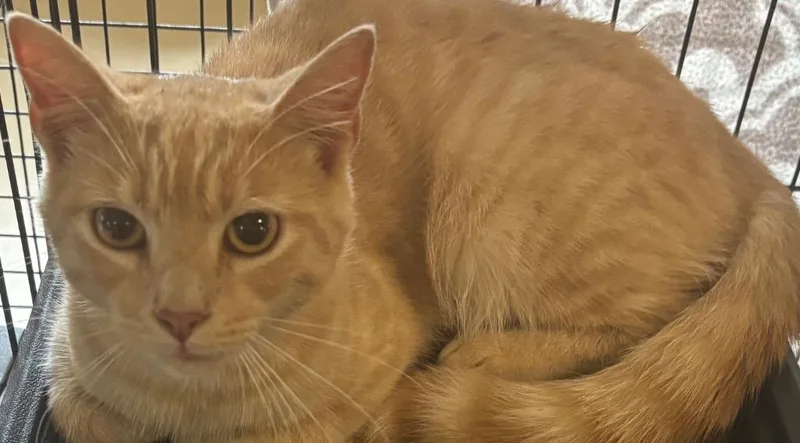 A baby small-sized male Domestic Short Hair cat named Hobbs for adoption in Elizabethton, TN
