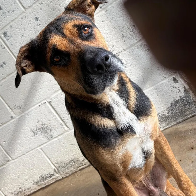 An adult medium-sized male Shepherd dog named Petro for adoption in Edinburg, TX