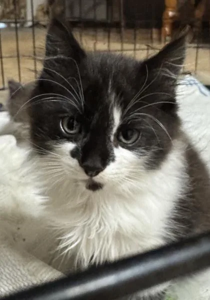 A baby small-sized male Domestic Long Hair cat named Kernal for adoption in Ringoes, NJ