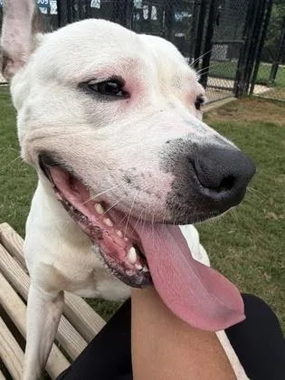 An adult large-sized male Dogo Argentino dog named Maxx for adoption in Atlanta, GA