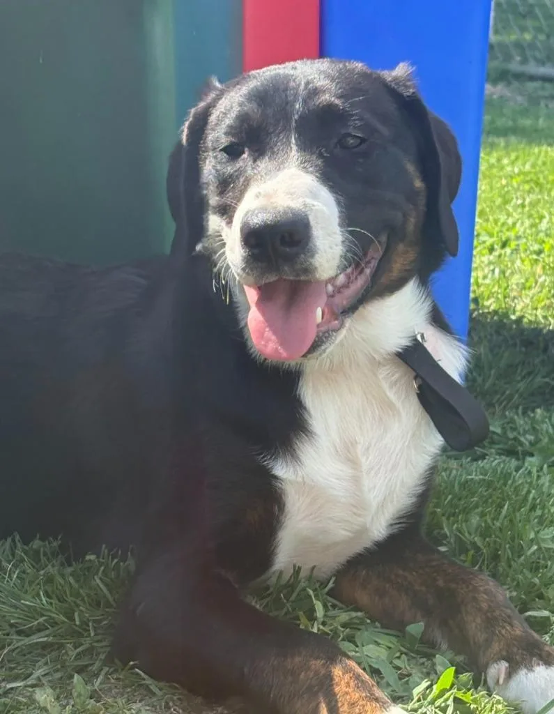 A baby medium-sized male Retriever dog named Byron for adoption in Sandusky, OH