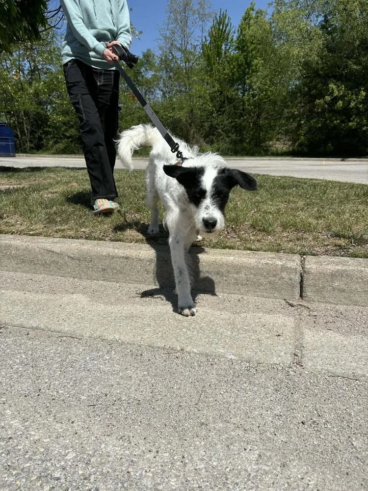 An adult medium-sized female Tricolor (Brown, Black, & White) Labrador Retriever dog named Queue for adoption in Aurora, IN