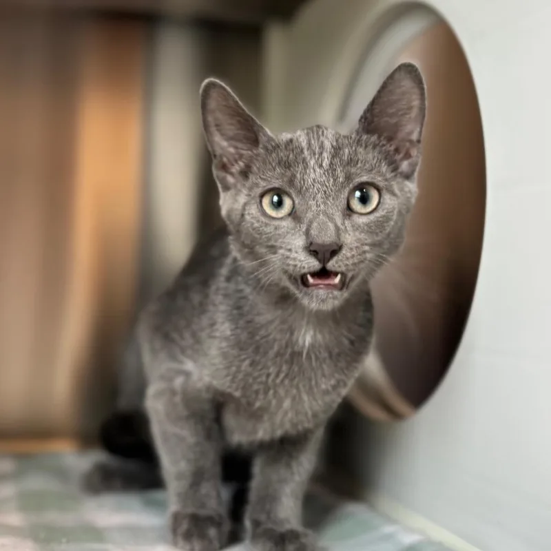 A baby small-sized male Gray / Blue / Silver Domestic Short Hair cat named Juicy Juice for adoption in Nashville, IN