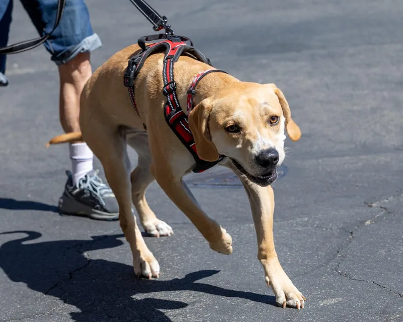 A young medium-sized male Pit Bull Terrier dog named Randy for adoption in Costa Mesa, CA