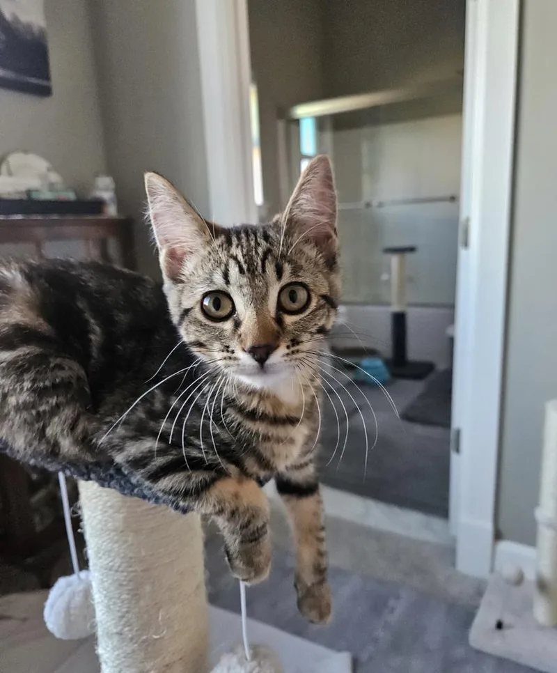 A baby medium-sized female Domestic Short Hair cat named Lemon for adoption in Ontario, OR