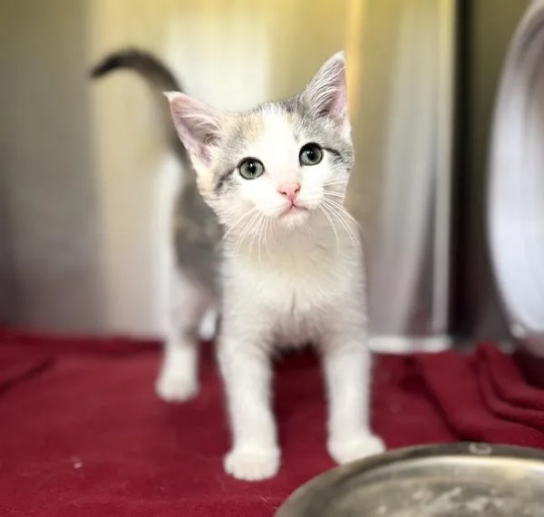 A baby small-sized female Domestic Short Hair cat named Kiki for adoption in Sioux City, IA