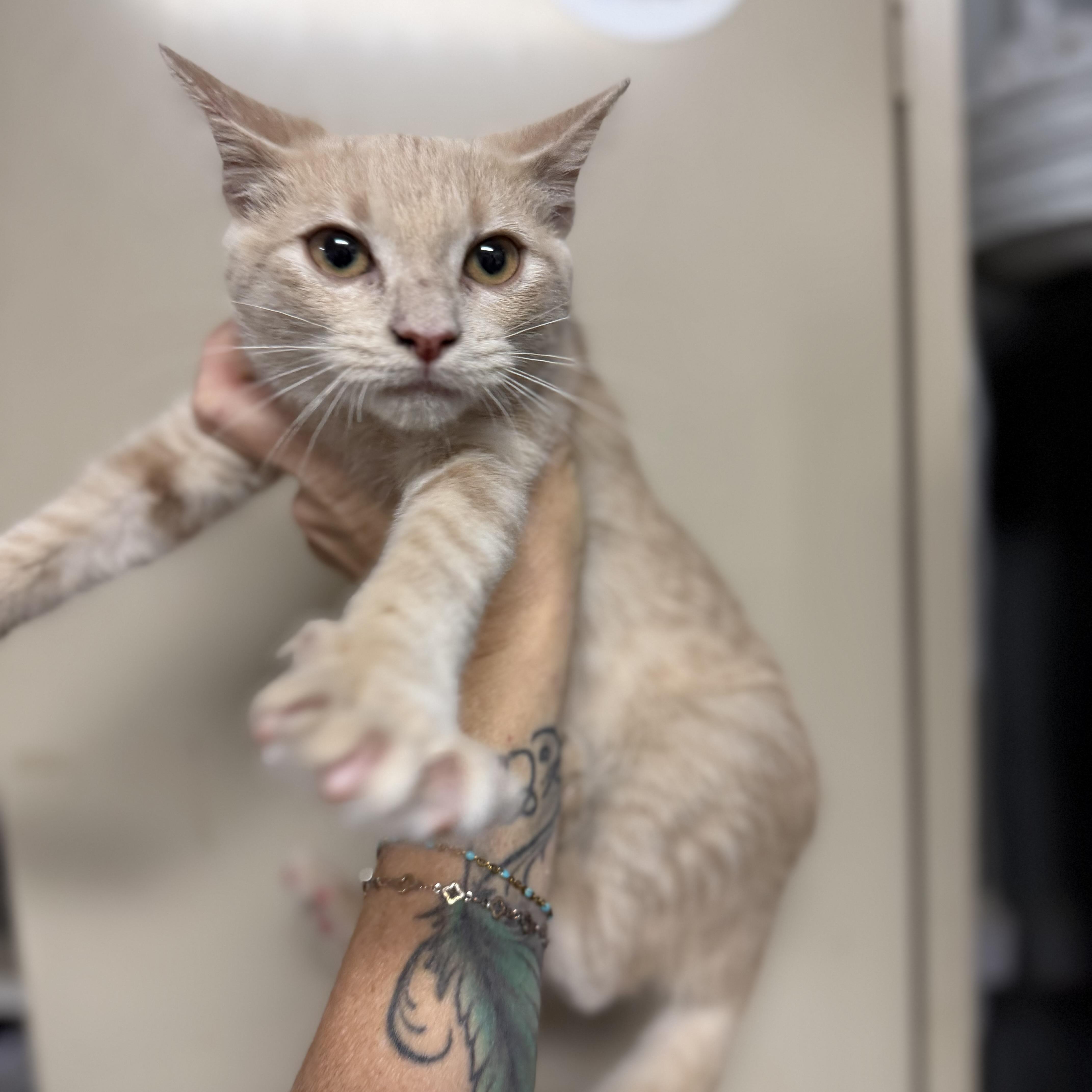 A baby medium-sized female Tabby cat named Aja for adoption in Columbia, SC