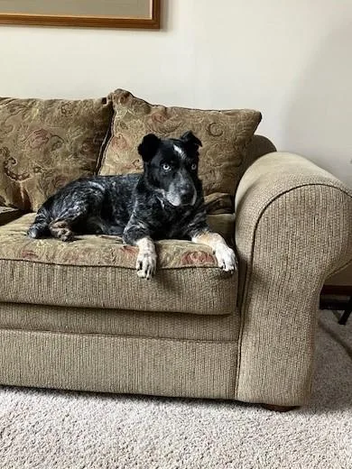 A senior large-sized male Cattle Dog dog named Rufus for adoption in Bellevue, WA