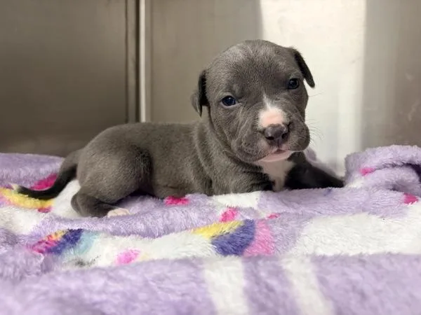 A baby medium-sized female Terrier dog named Flower for adoption in Lafayette, LA