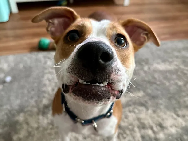 A young medium-sized female Mixed Breed dog named Peach for adoption in tampa, FL