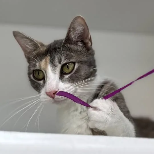 A young medium-sized female Gray / Blue / Silver Domestic Short Hair cat named Chanterelle for adoption in Jasper, IN