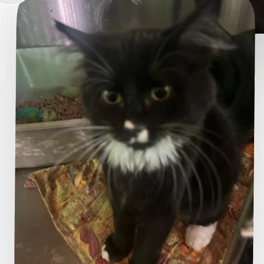 A baby small-sized male Black Domestic Short Hair cat named Poison ivy for adoption in Veneta, OR