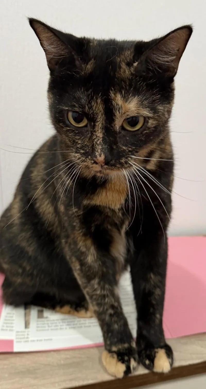 A young medium-sized female Tortoiseshell Domestic Short Hair cat named Candie for adoption in Sault Sainte Marie, MI