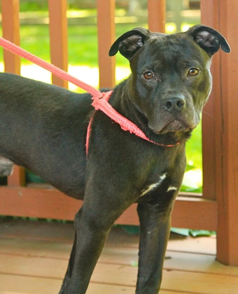 A baby medium-sized male Mixed Breed dog named Bixby for adoption in Utica, MI