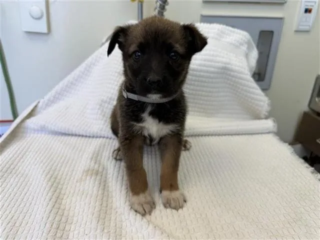 A baby small-sized female German Shepherd Dog dog named Oihana for adoption in Lancaster, CA