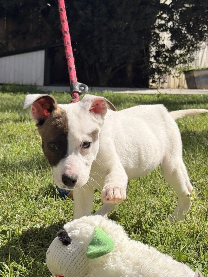 A baby small-sized female Terrier dog named Ziti for adoption in Locust Fork, AL