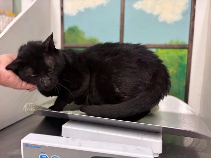 An adult large-sized male Domestic Short Hair cat named Michael for adoption in Houston, TX