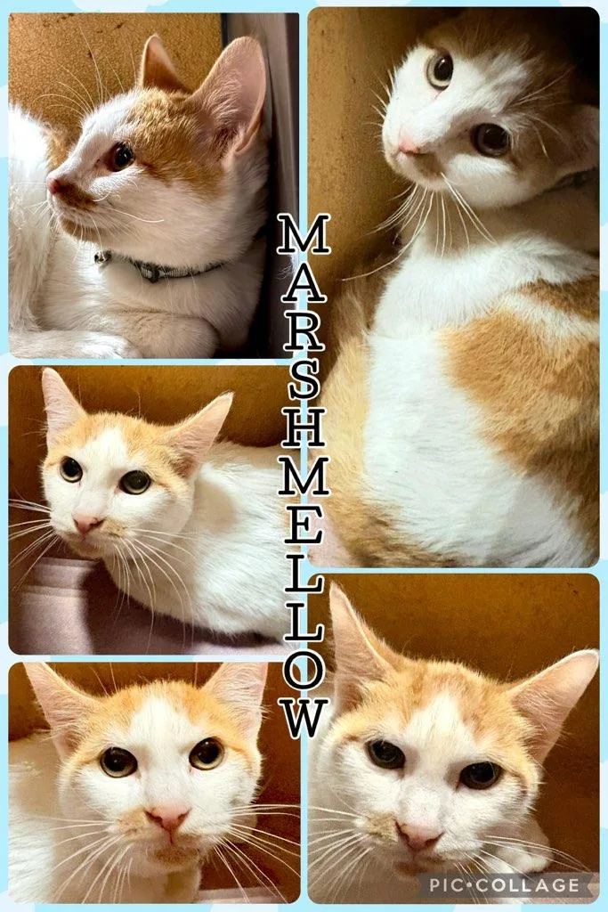 Marshmallow