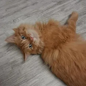 An adult medium-sized male Orange / Red Domestic Medium Hair cat named Cheezit for adoption in Moscow, ID